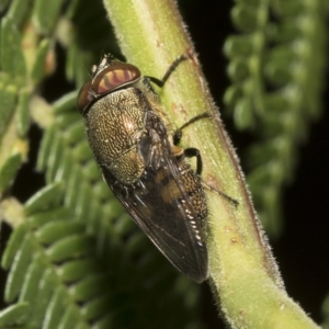 Stomorhina discolor at Higgins, ACT - 4 Feb 2023