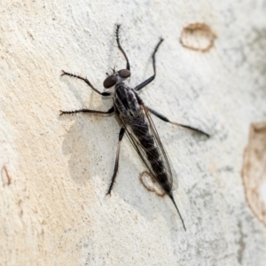 Cerdistus sp. (genus) at Hawker, ACT - 3 Feb 2023