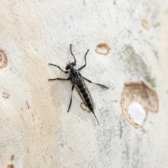 Cerdistus sp. (genus) at Hawker, ACT - 3 Feb 2023