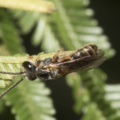 Euryglossa adelaidae (A native bee) at Higgins, ACT - 4 Feb 2023 by AlisonMilton