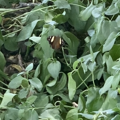 Vanessa itea (Yellow Admiral) at Weston, ACT - 12 Feb 2023 by AliceH