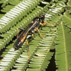 Ichneumonidae (family) (Unidentified ichneumon wasp) at Higgins, ACT - 4 Feb 2023 by AlisonMilton