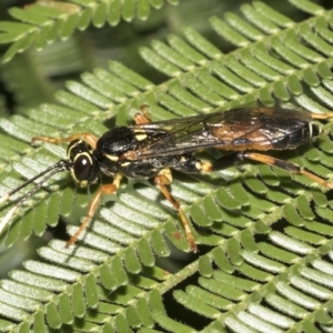 Ichneumonidae (family) at Higgins, ACT - 4 Feb 2023