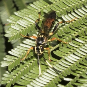 Ichneumonidae (family) at Higgins, ACT - 4 Feb 2023