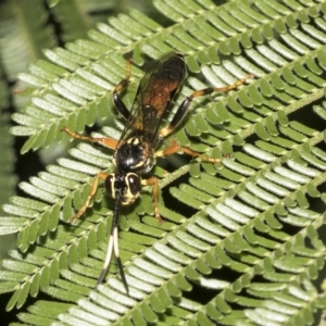 Ichneumonidae (family) at Higgins, ACT - 4 Feb 2023