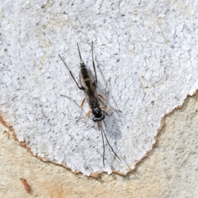 Ichneumonidae (family) (Unidentified ichneumon wasp) at Higgins, ACT - 3 Feb 2023 by AlisonMilton