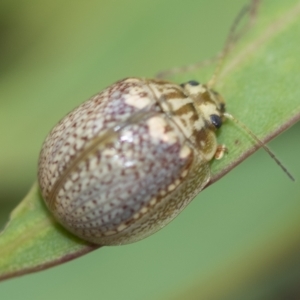 Paropsisterna decolorata at Higgins, ACT - 3 Feb 2023