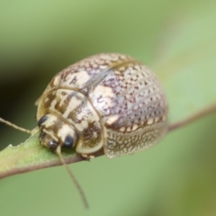 Paropsisterna decolorata at Higgins, ACT - 3 Feb 2023