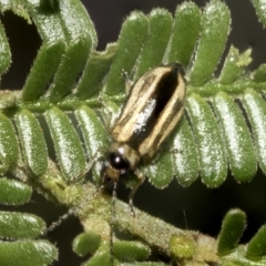 Monolepta froggatti (Leaf beetle) at Higgins, ACT - 4 Feb 2023 by AlisonMilton