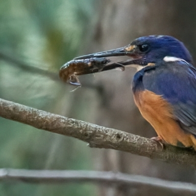 Ceyx azureus (Azure Kingfisher) at Paddys River, ACT - 12 Feb 2023 by MichaelJF