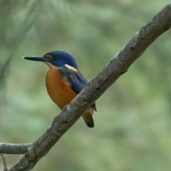 Ceyx azureus at Paddys River, ACT - 12 Feb 2023