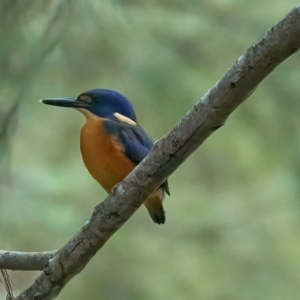 Ceyx azureus at Paddys River, ACT - 12 Feb 2023