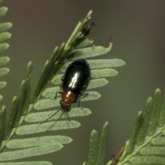 Adoxia benallae (Leaf beetle) at Higgins, ACT - 3 Feb 2023 by AlisonMilton