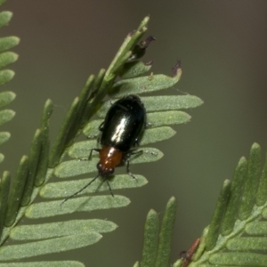 Adoxia benallae at Higgins, ACT - 4 Feb 2023