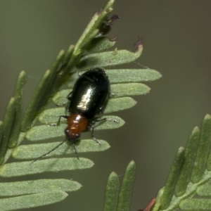 Adoxia benallae at Higgins, ACT - 4 Feb 2023