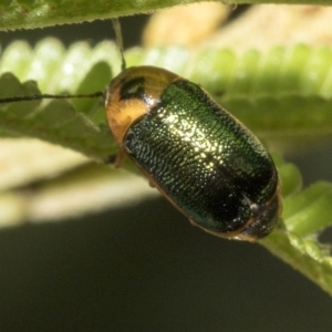 Aporocera (Aporocera) consors at Higgins, ACT - 4 Feb 2023