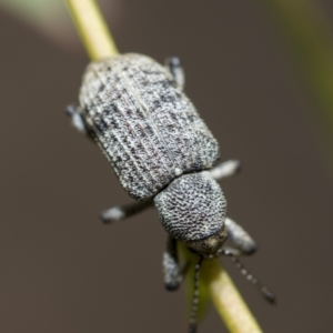 Rhinaria sp. (genus) at Higgins, ACT - 3 Feb 2023 11:42 AM