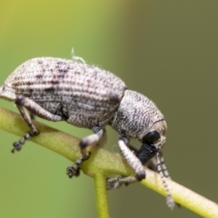 Rhinaria sp. (genus) at Higgins, ACT - 3 Feb 2023 11:42 AM