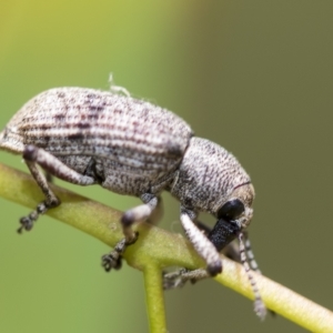 Rhinaria sp. (genus) at Higgins, ACT - 3 Feb 2023 11:42 AM