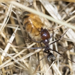 Iridomyrmex purpureus (Meat Ant) at Higgins, ACT - 3 Feb 2023 by AlisonMilton