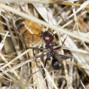 Iridomyrmex purpureus at Higgins, ACT - 3 Feb 2023