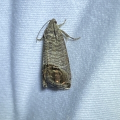 Cydia pomonella (Codling Moth) at Jerrabomberra, NSW - 12 Feb 2023 by SteveBorkowskis