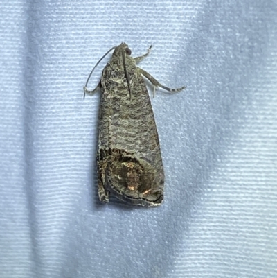 Cydia pomonella (Codling Moth) at Jerrabomberra, NSW - 12 Feb 2023 by SteveBorkowskis