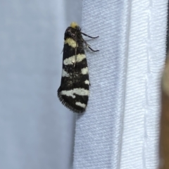 Lepidoscia confluens at Jerrabomberra, NSW - 12 Feb 2023