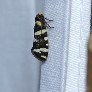 Lepidoscia confluens at Jerrabomberra, NSW - 12 Feb 2023