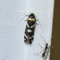 Lepidoscia confluens at Jerrabomberra, NSW - 12 Feb 2023