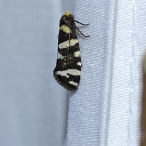 Lepidoscia confluens at Jerrabomberra, NSW - 12 Feb 2023