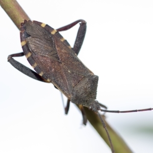 Amorbus sp. (genus) at Higgins, ACT - 3 Feb 2023