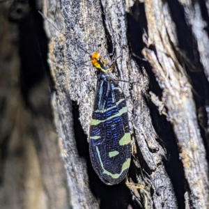 Porismus strigatus at Kambah, ACT - 12 Feb 2023