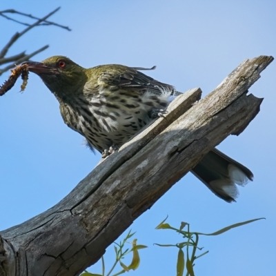 Oriolus sagittatus (Olive-backed Oriole) at Stromlo, ACT - 12 Feb 2023 by MichaelJF