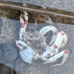 Mictyris longicarpus (Soldier Crab) at Tuross Head, NSW - 11 Feb 2023 by HelenCross