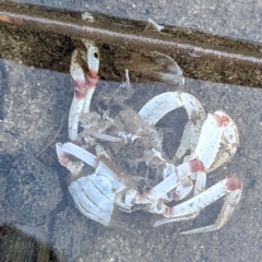 Mictyris longicarpus (Soldier Crab) at Tuross Head, NSW - 12 Feb 2023 by HelenCross