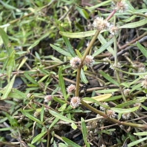 Alternanthera denticulata at Hackett, ACT - 12 Feb 2023