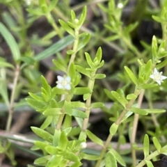 Crassula helmsii (Swamp Stonecrop) at Hackett, ACT - 12 Feb 2023 by JaneR