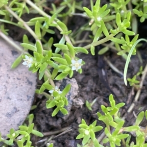 Crassula helmsii at Hackett, ACT - 12 Feb 2023