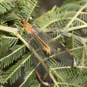 Nymphes myrmeleonoides at Higgins, ACT - 4 Feb 2023