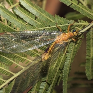 Nymphes myrmeleonoides at Higgins, ACT - 4 Feb 2023