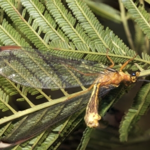 Nymphes myrmeleonoides at Higgins, ACT - 4 Feb 2023