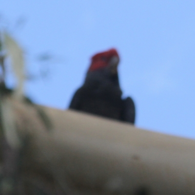 Callocephalon fimbriatum (Gang-gang Cockatoo) at O'Connor, ACT - 12 Feb 2023 by ibaird