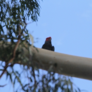 Callocephalon fimbriatum at O'Connor, ACT - suppressed