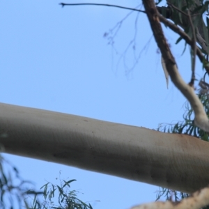 Callocephalon fimbriatum at O'Connor, ACT - suppressed