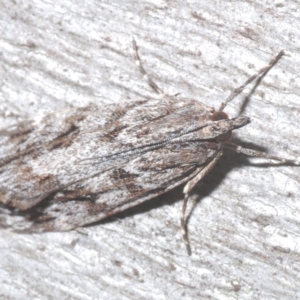 Scoparia ochrophara at Nimmo, NSW - 8 Feb 2023