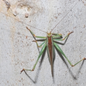 Conocephalomima barameda at Nimmo, NSW - 8 Feb 2023 10:34 AM