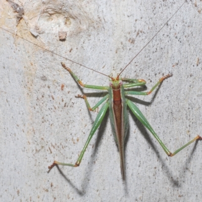 Conocephalomima barameda (False Meadow Katydid, Barameda) at Nimmo, NSW - 8 Feb 2023 by Harrisi