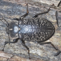 Pachycoelia sulcicollis (A darkling beetle) at Tinderry, NSW - 9 Feb 2023 by Harrisi