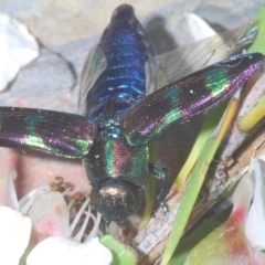 Melobasis purpurascens (A jewel beetle) at Nimmo, NSW - 9 Feb 2023 by Harrisi